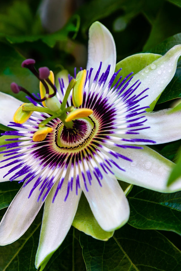 passiflore passiebloem passievrucht