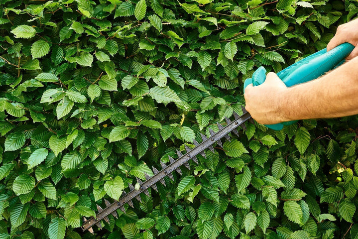 Taille des haies de hêtres : voici comment faire !