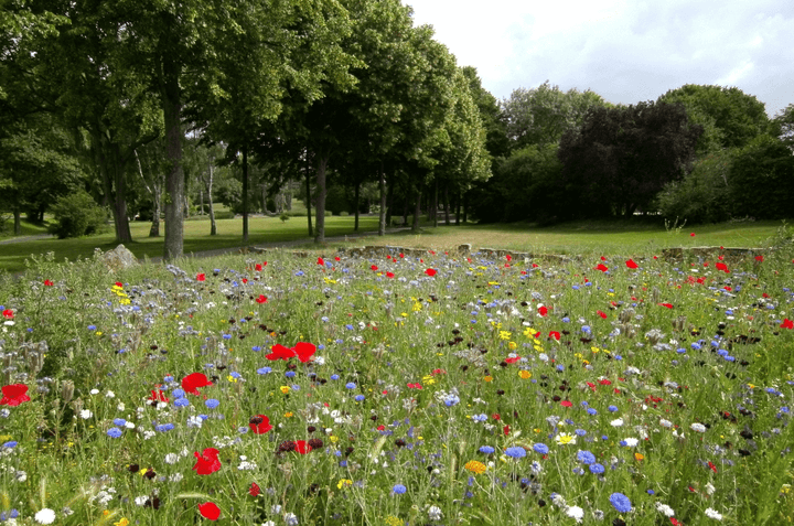 Faucher une prairie fleurie