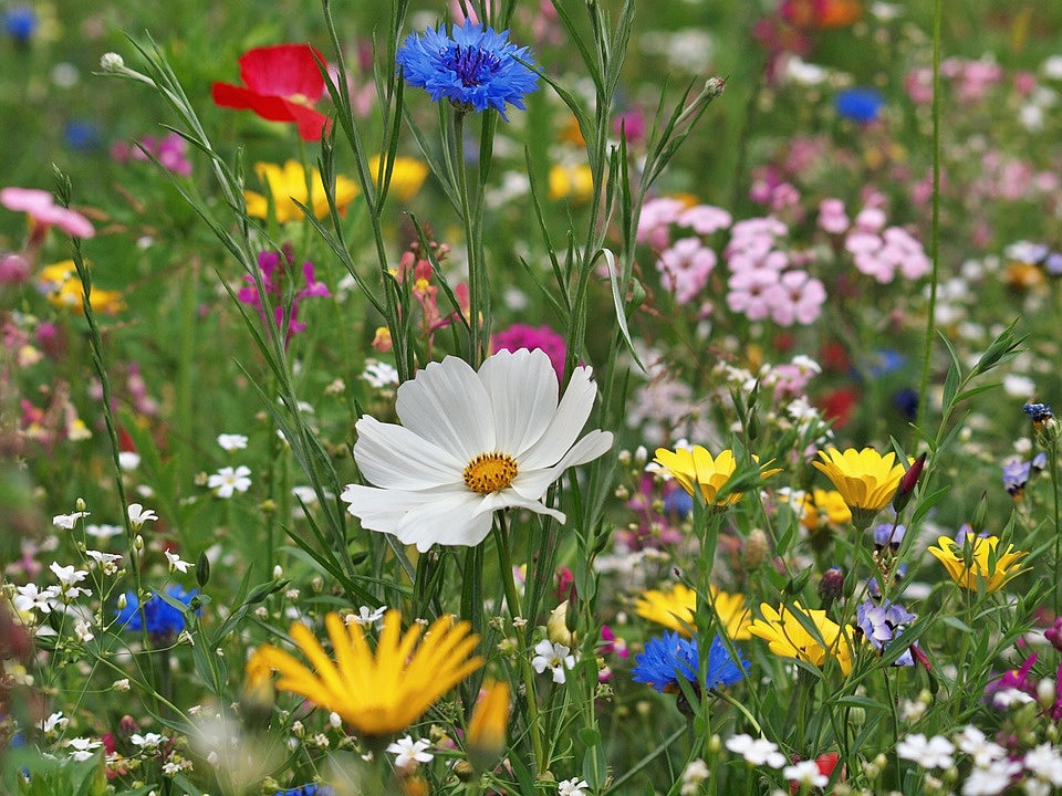 Comment créer une prairie fleurie ?