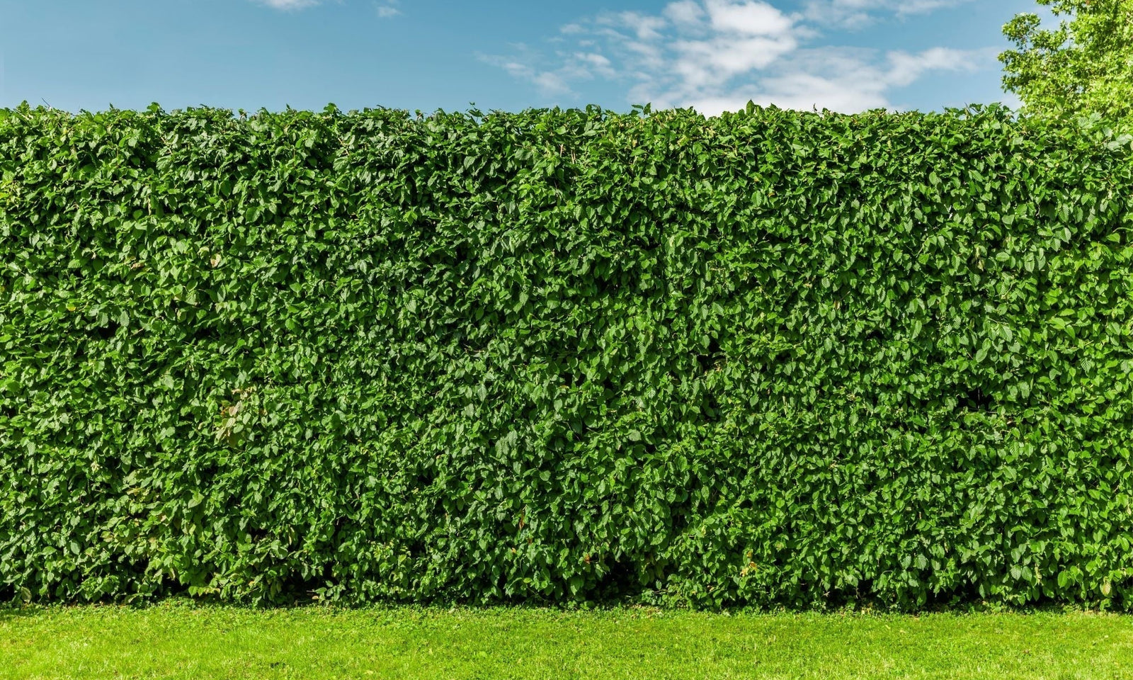 Fertiliser une haie de hêtres : nos conseils !