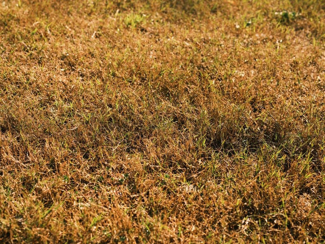 Restaurer une pelouse sèche et aride