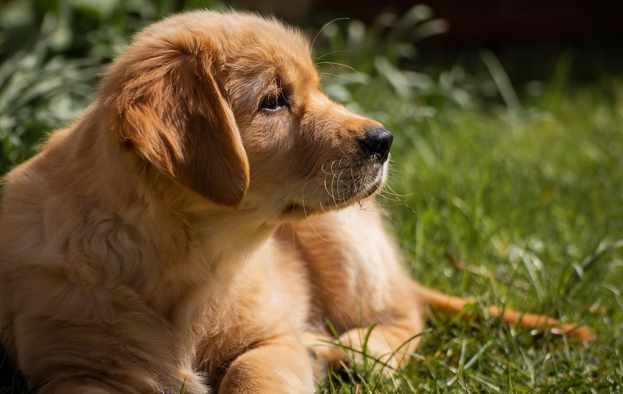 Plantes toxiques pour les chiens