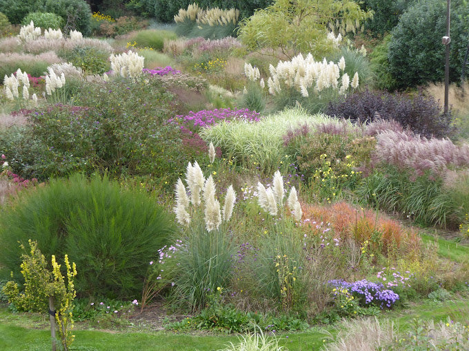 Mode d'emploi : création d'un jardin de prairie