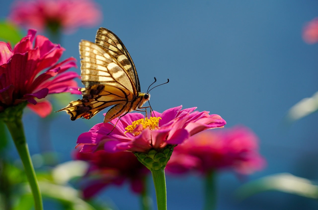 Quelles plantes puis-je utiliser pour attirer les papillons dans mon jardin ?