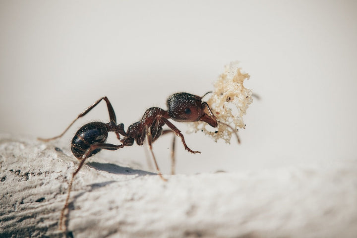 Lutter contre les fourmis dans la pelouse