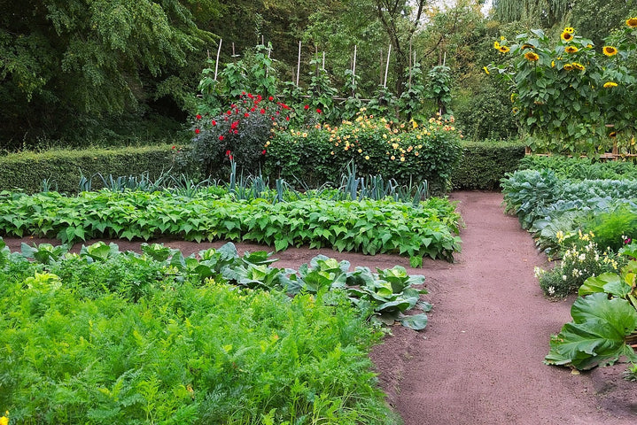 Comment et quand commencer un potager