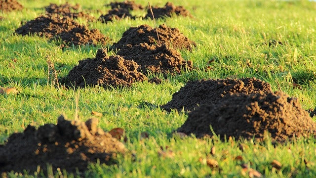 Comment attraper et prévenir les taupes dans le jardin
