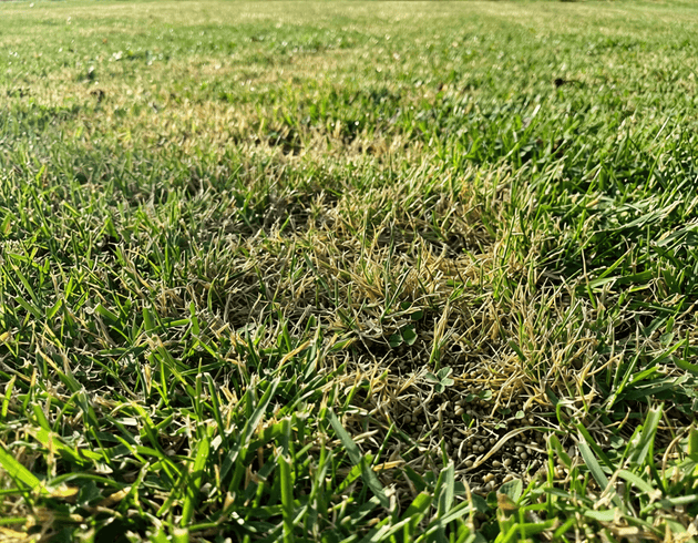 Trockenrasen: Erfahrungen, Vorteile und Nachteile