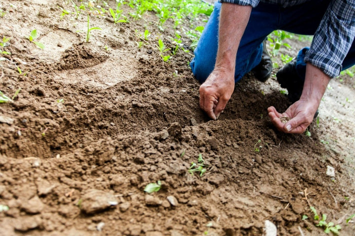 Faire des faux semis contre les mauvaises herbes