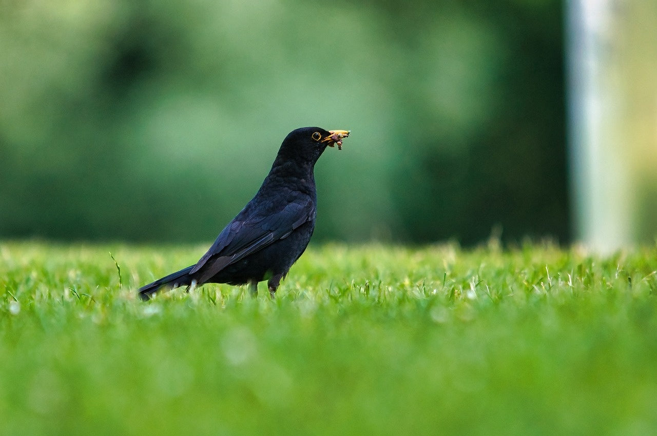 Aider les oiseaux à manger mes semences de gazon