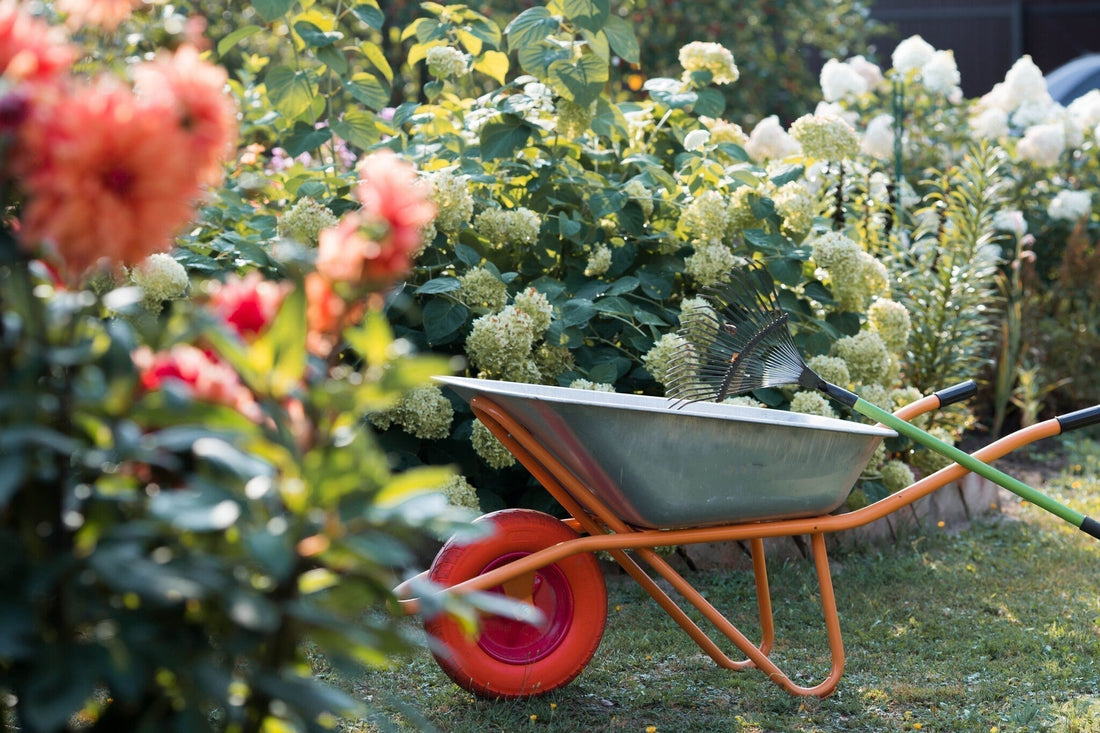 De tuin in september