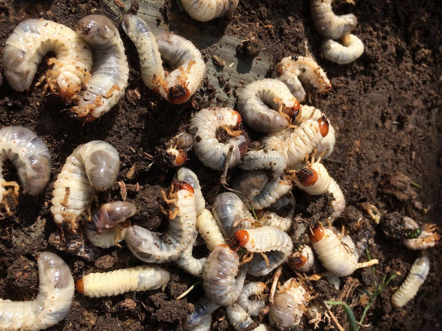 Comment lutter contre les vers blancs dans la pelouse ?