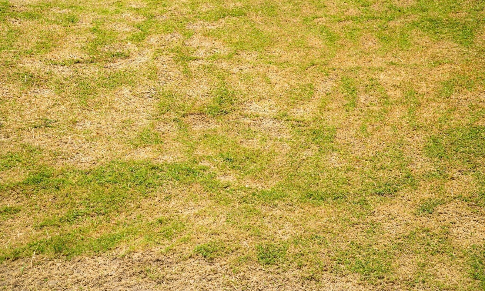 Herbe jaune