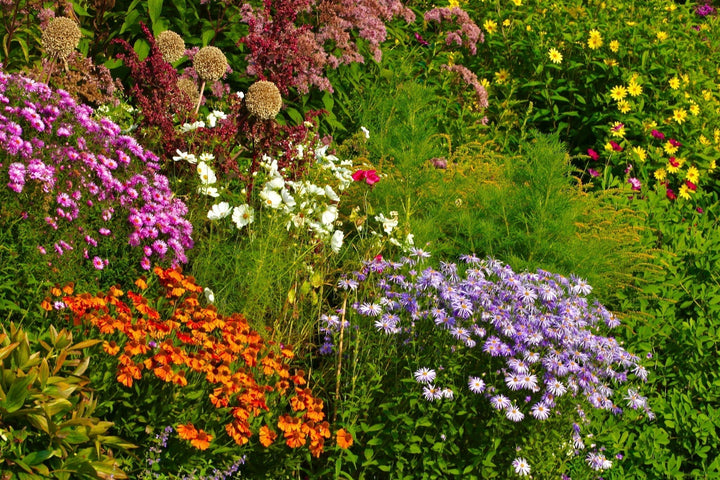 Plantes parfumées dans le jardin