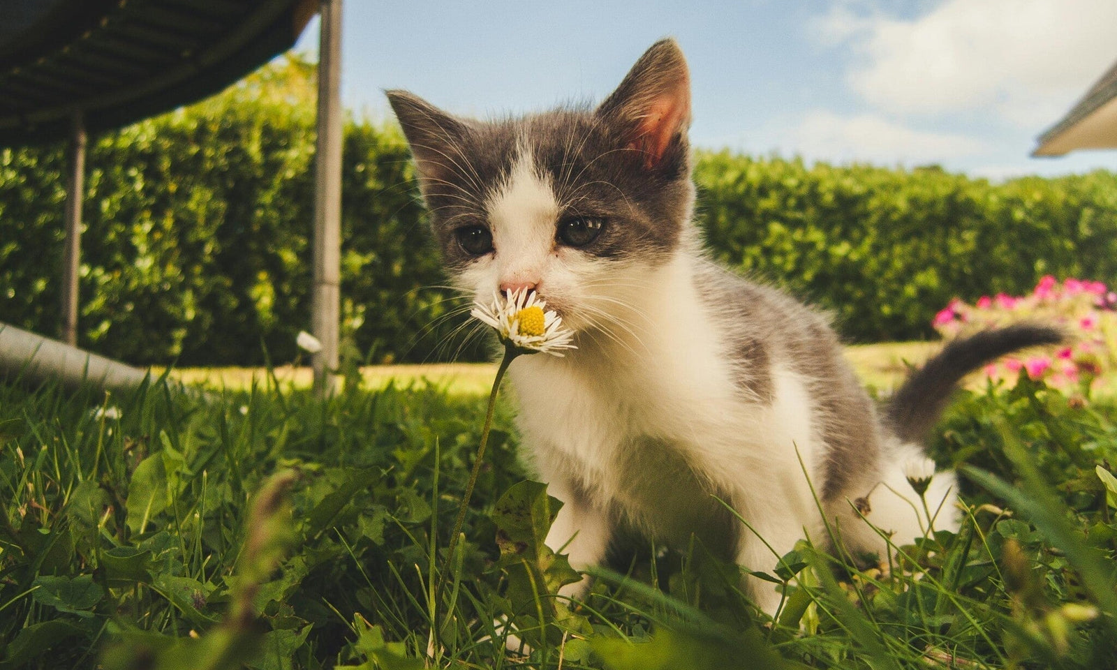 Plantes toxiques pour les chats