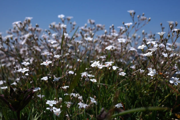 gipskruid-gypsophila-paniculata