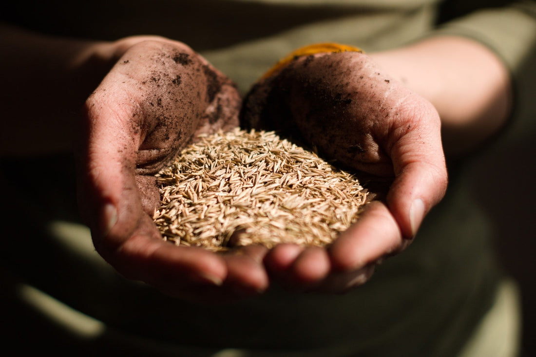 Graszaad_in_hand