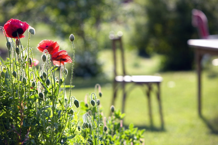 Un jardin vert en 5 étapes faciles