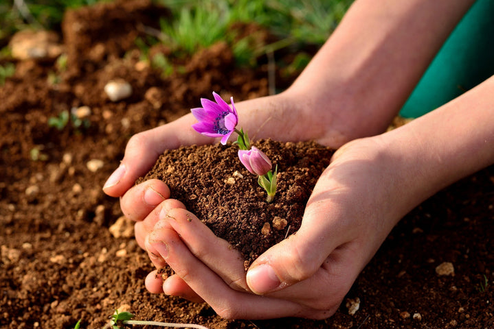 Quelle est la vitesse de germination des graines de fleurs ?