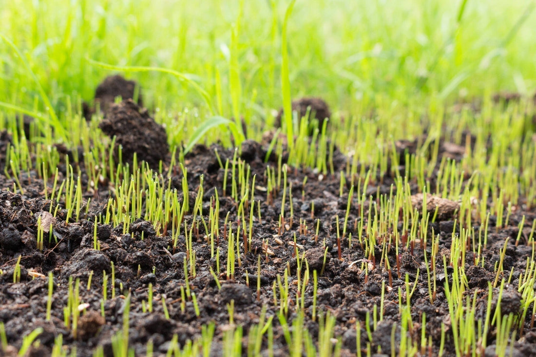 Hoelang duurt het ontkiemen van graszaad