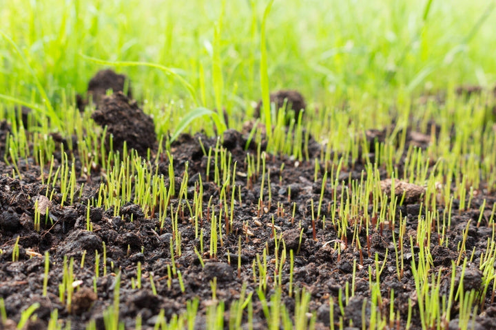 Combien de temps faut-il à une graine de gazon pour germer ?