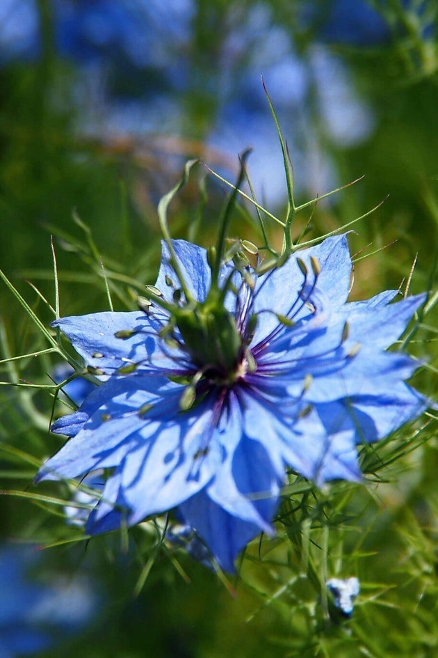 juffertje-in-het-groen-nigella-damascena