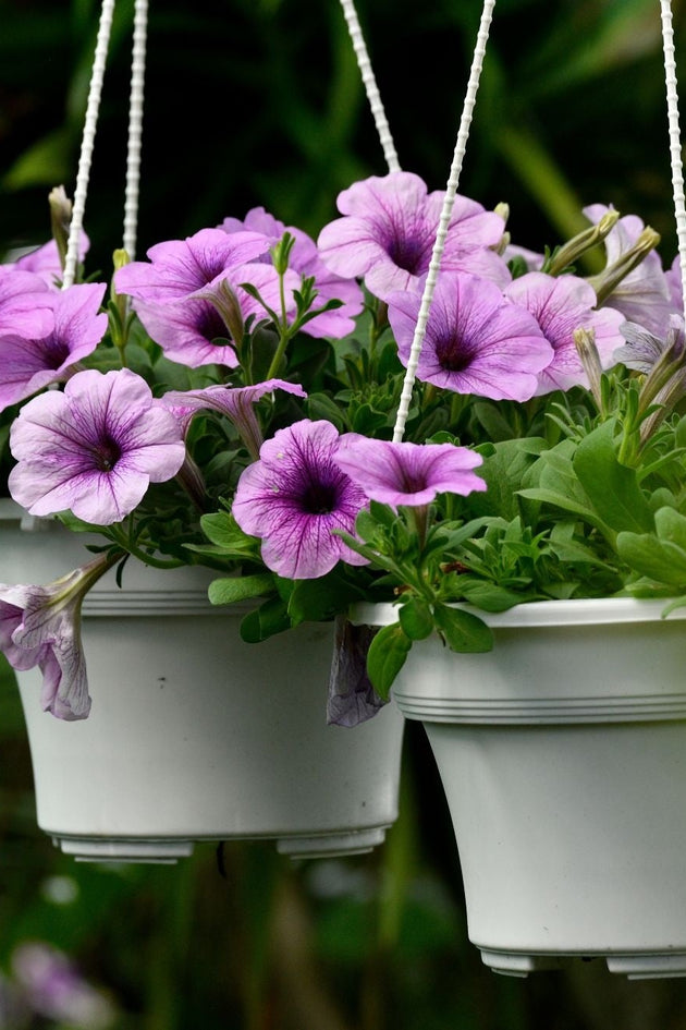 kennisbank-petunia-zaaien