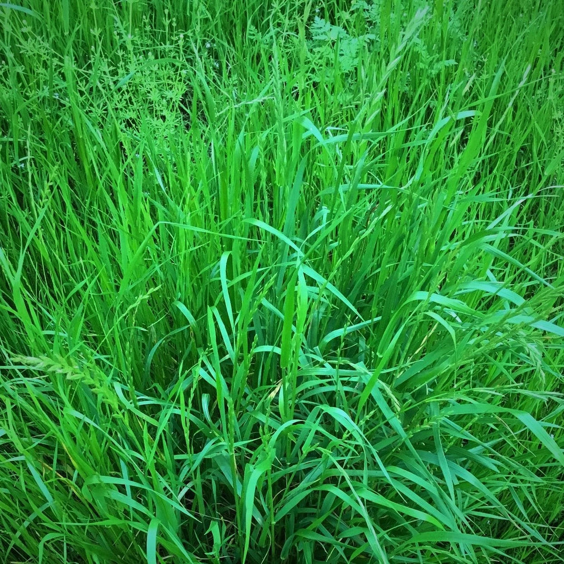 Lolium-Multiflorum-Kennisbank-italiaans