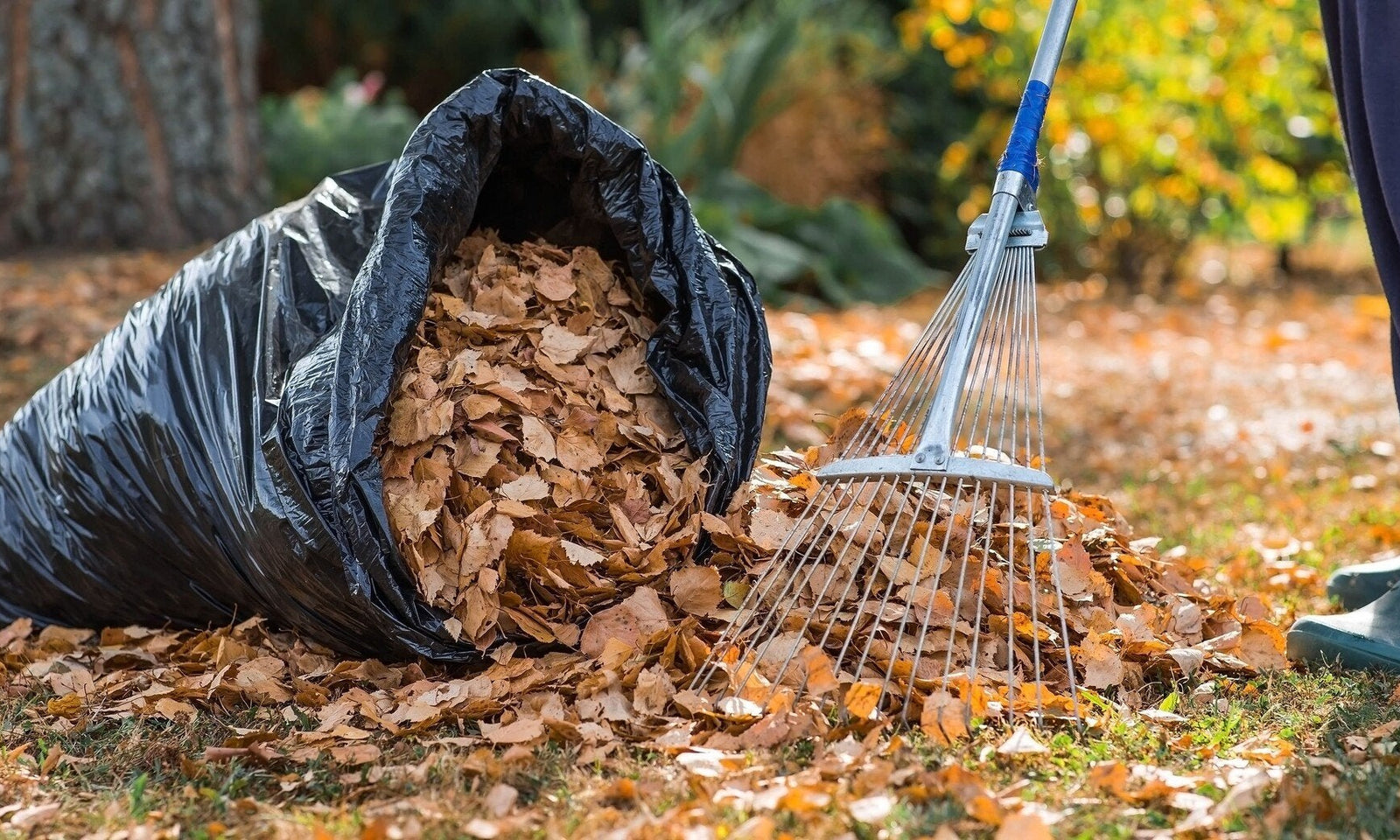 Fabriquez votre propre paillis à partir de feuilles mortes