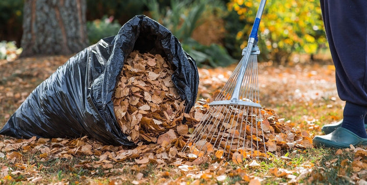 Fabriquez votre propre paillis à partir de feuilles mortes