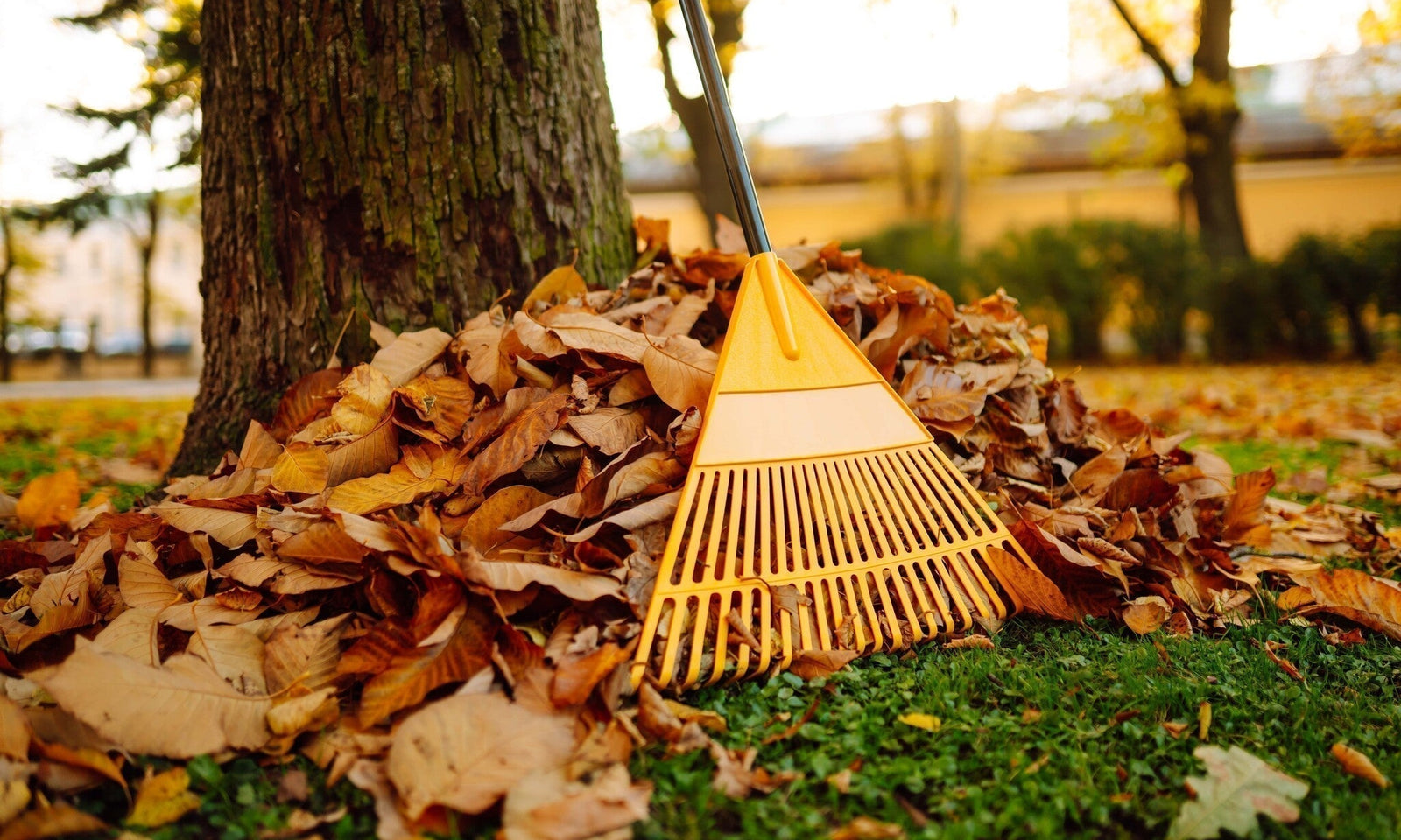Tâches d'automne dans le jardin
