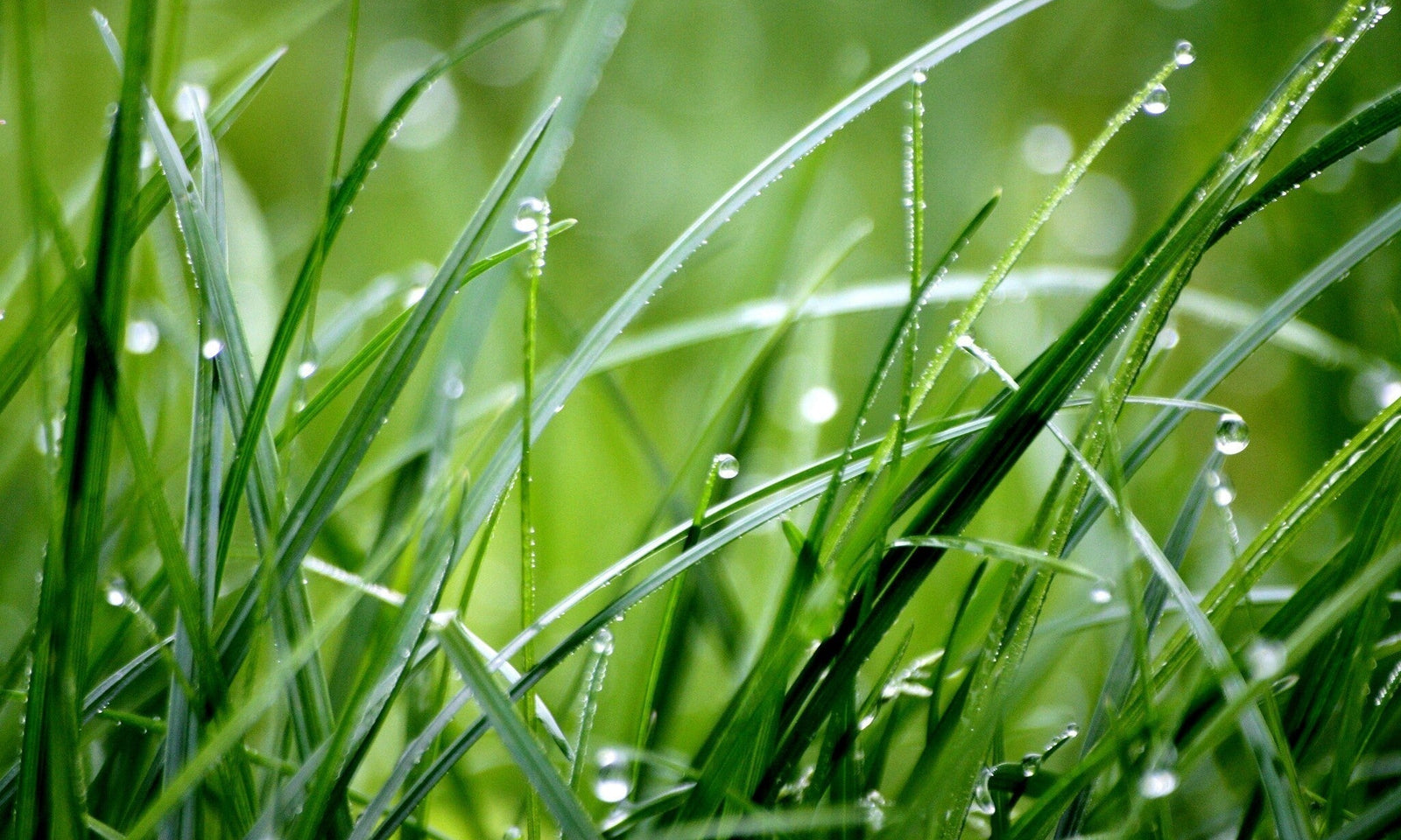 Tondre l'herbe mouillée : conseils et astuces