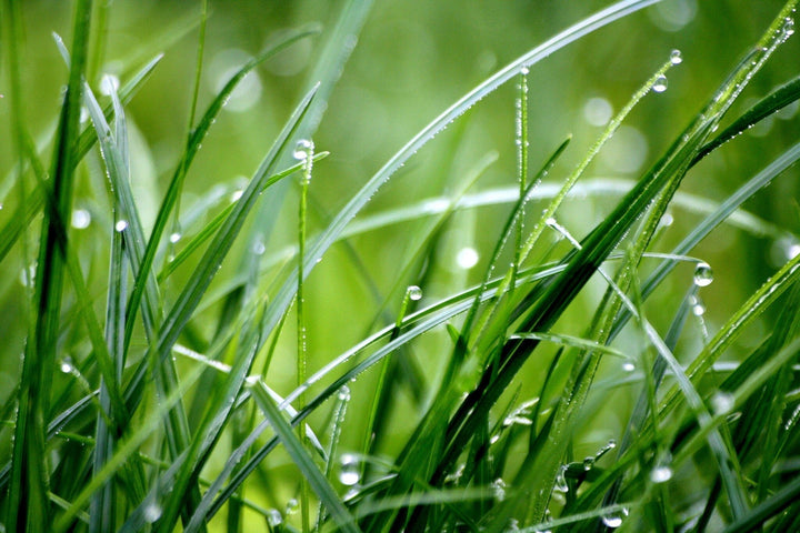 Tondre l'herbe mouillée : conseils et astuces