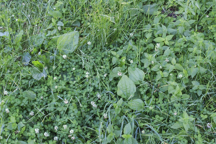 Reconnaître les mauvaises herbes