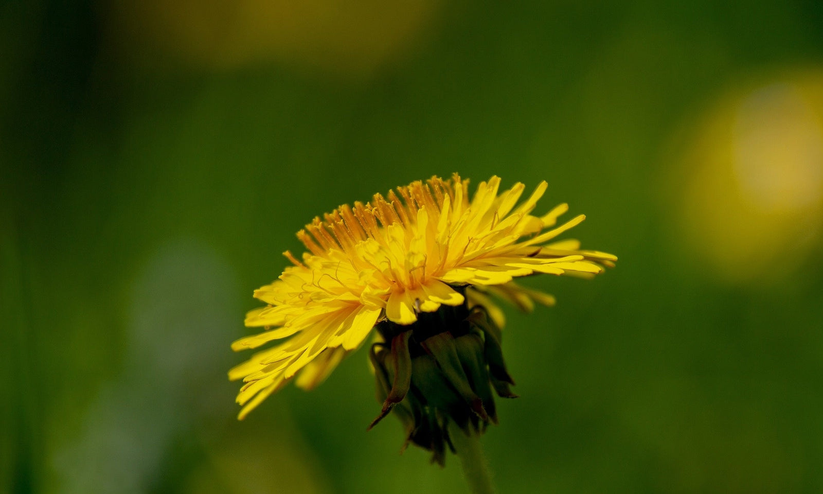 Pissenlit - Taraxacum officinale