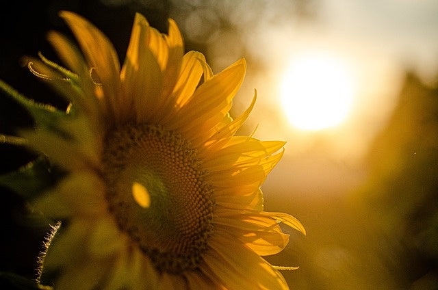 Quelles sont les plantes qui peuvent être utilisées en plein soleil ?
