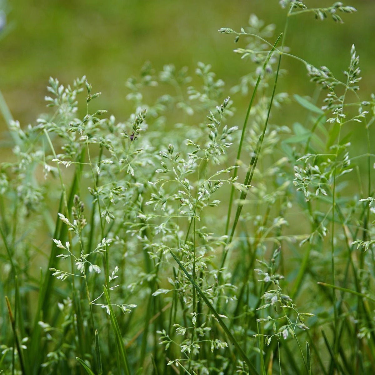 Ruwbeemdgras_kennisbank