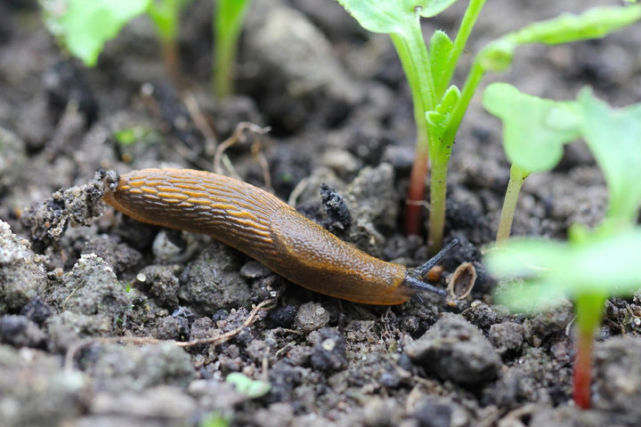 Combattre les limaces de manière naturelle