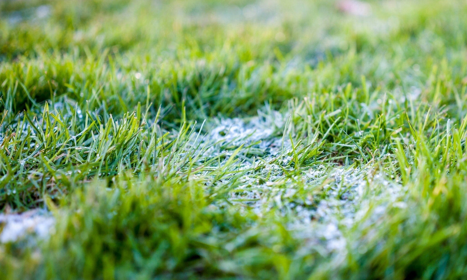 Traiter la moisissure des neiges dans la pelouse