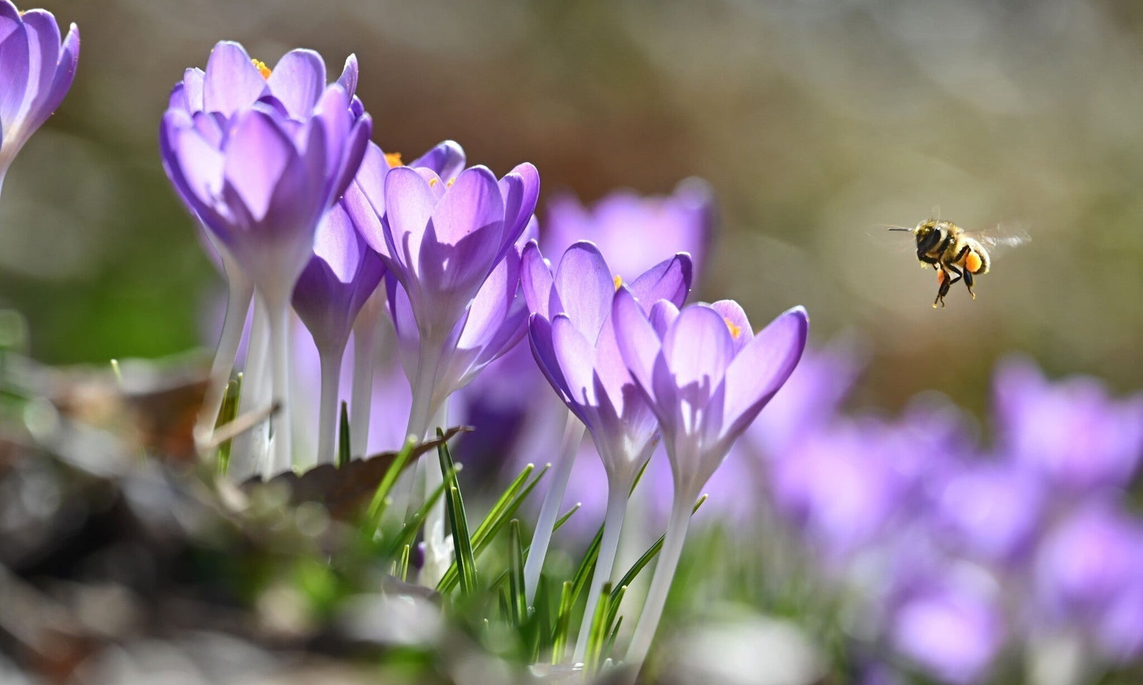 Calendrier du jardinage pour le mois de mars