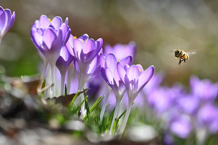 Calendrier du jardinage pour le mois de mars