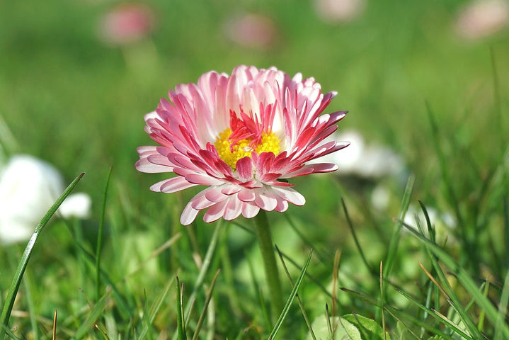 Semer des fleurs sauvages : comment faire ?
