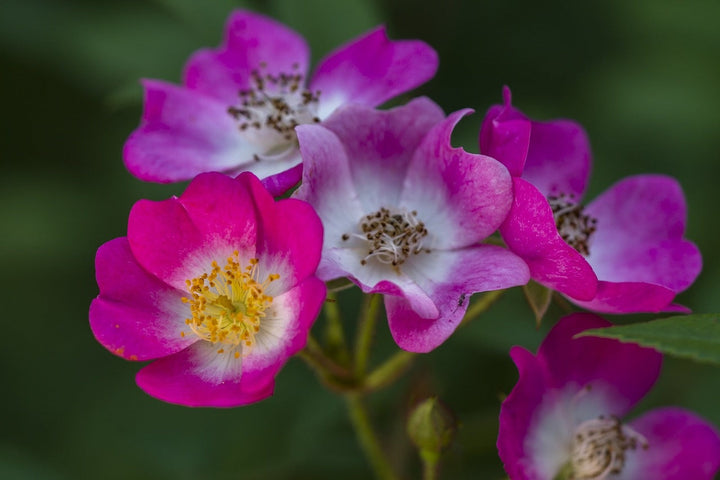 Quand semer des fleurs sauvages ?