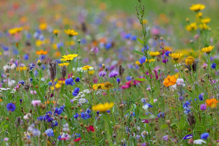 Quels types de sols conviennent aux fleurs sauvages ?
