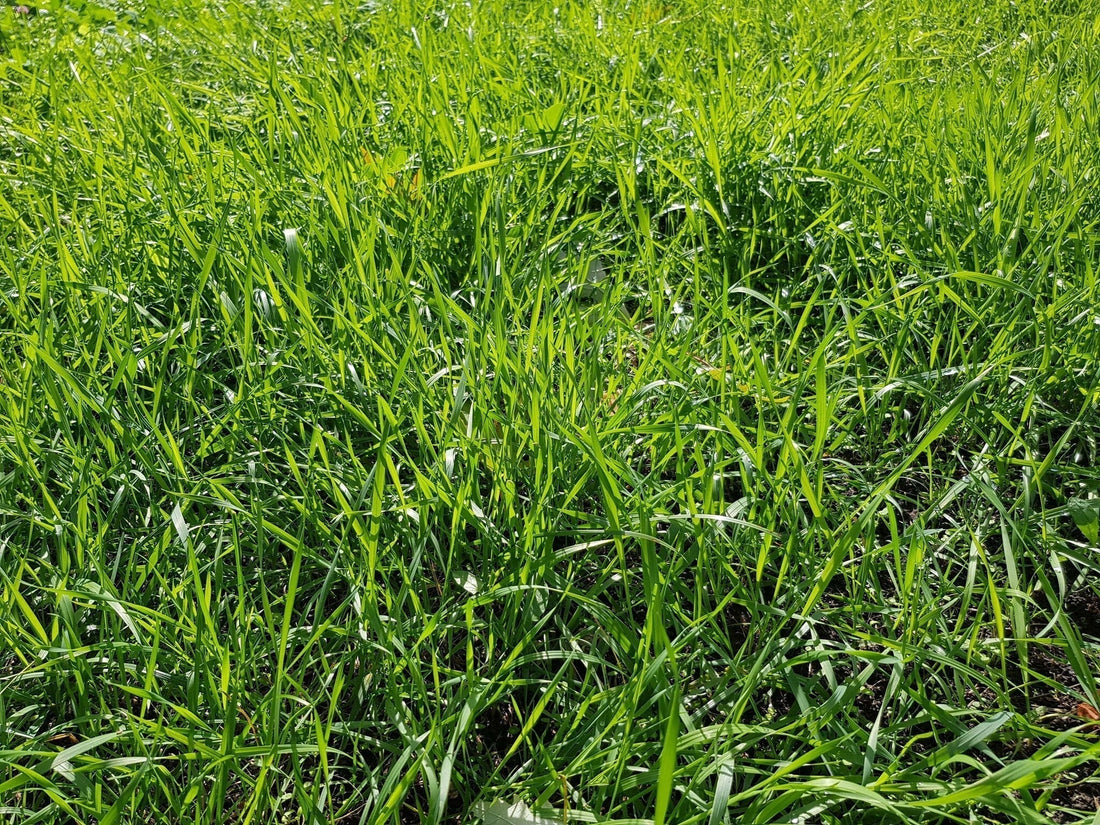 Westerwolds raaigras kopie