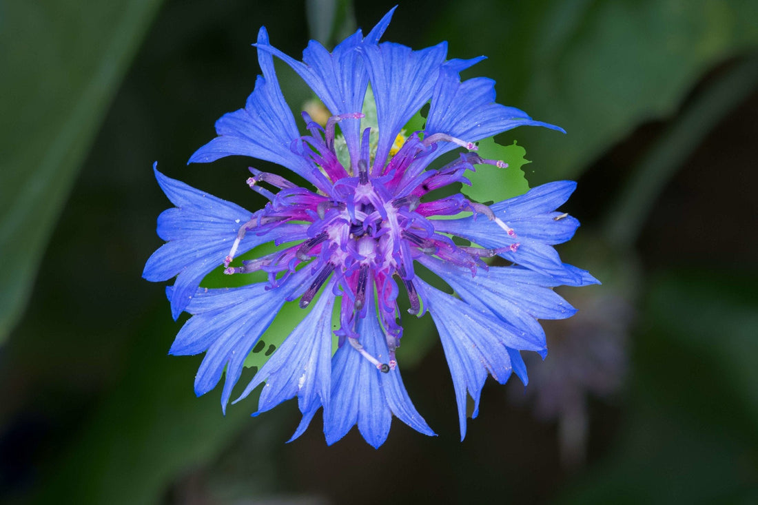 Wilde-korenbloem-Centaurea