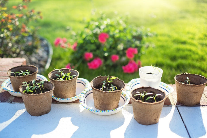 Repiquer les semis