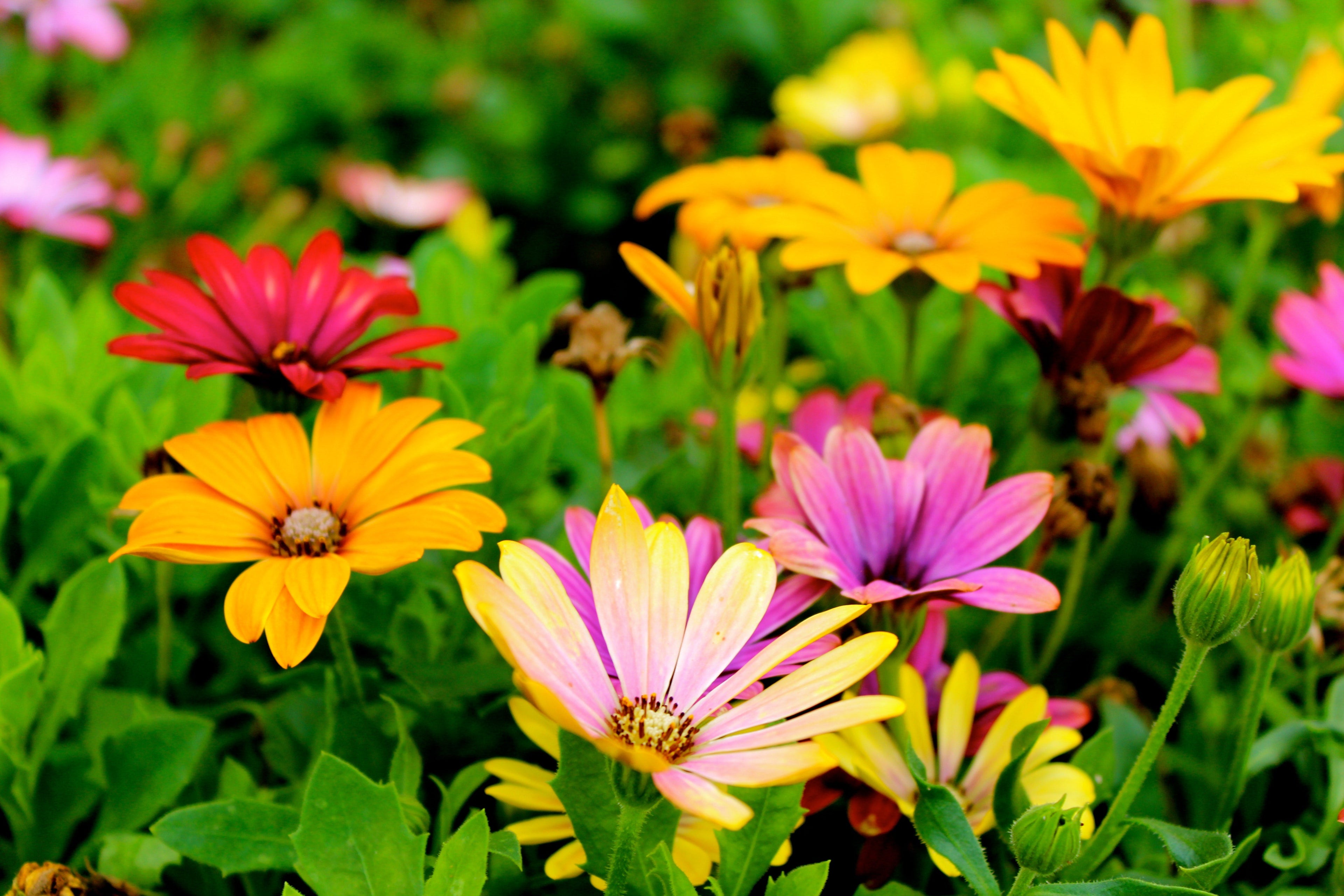 Zomerbloemen