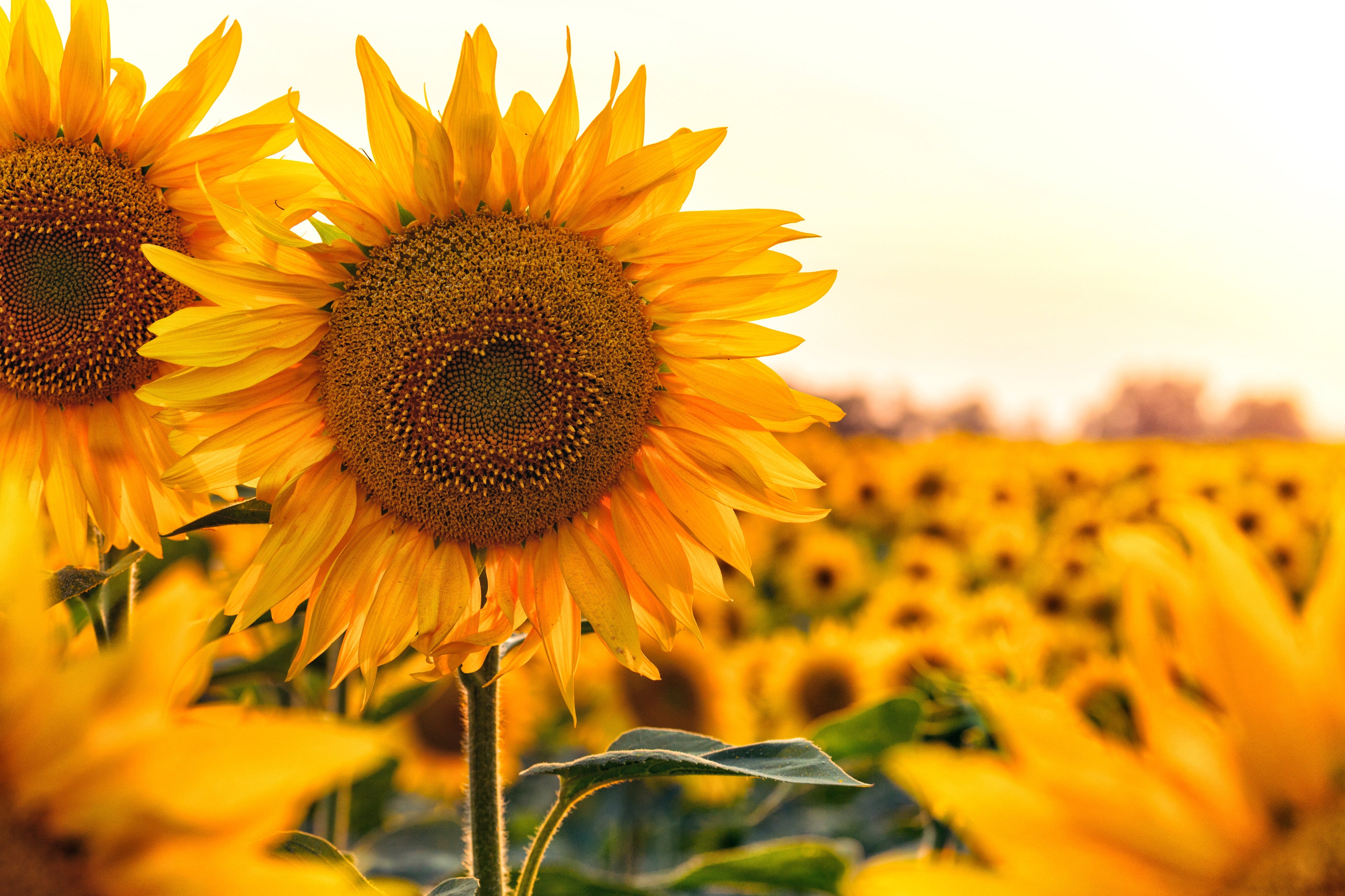 Zonnebloemzaad